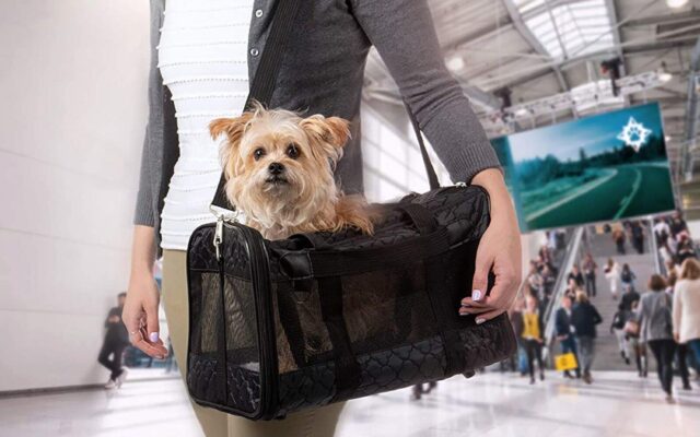 5 accessori per viaggiare in aereo con il cane