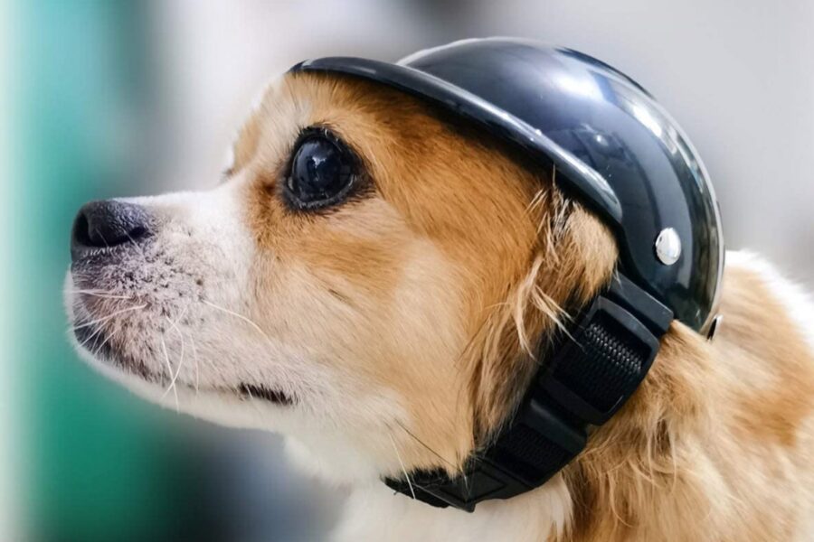 casco da moto per cane