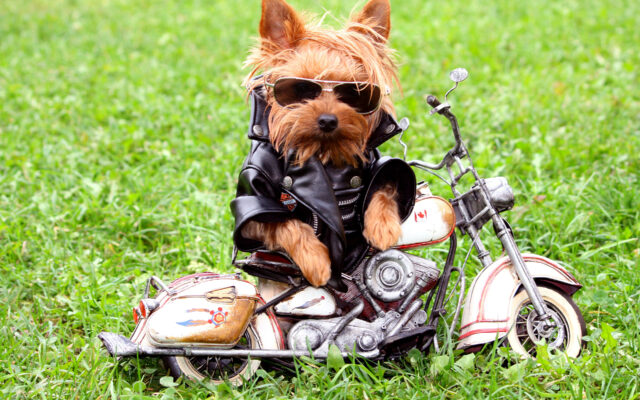 5 accessori per viaggiare in moto con il cane