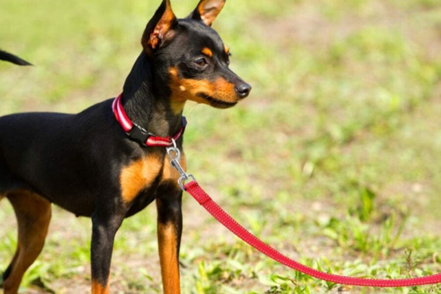 Pinscher al guinzaglio