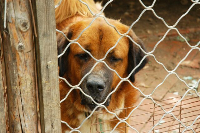 Si può addestrare il cane salvato dal canile (o dai rifugi)?