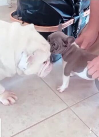 Adorabile cane incontra la sua sorellina per la prima volta (VIDEO)