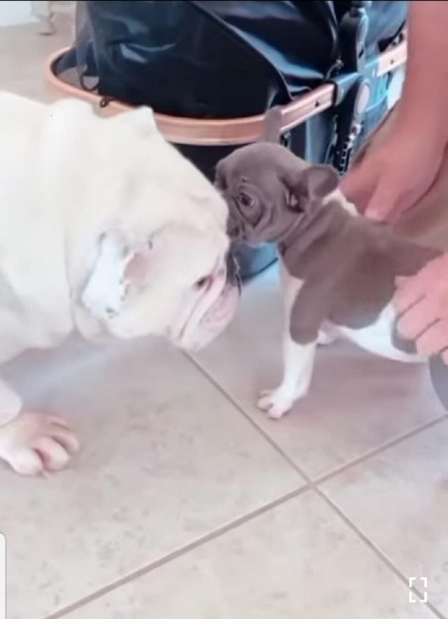 adorabile cane incontra per la prima sua sorella