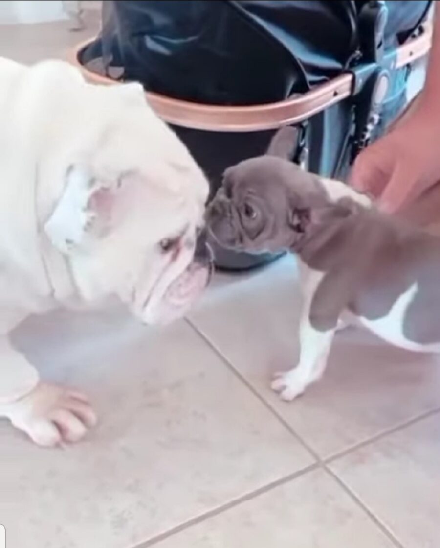 incontra tra adorabile cane e la sua sorellina