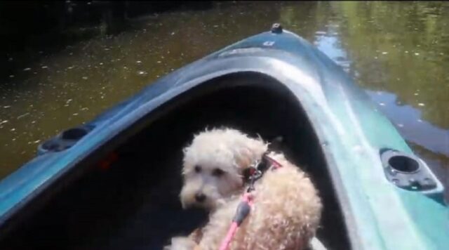 Adorabile cucciolo di Maltipoo fa kayak per la prima volta (VIDEO)