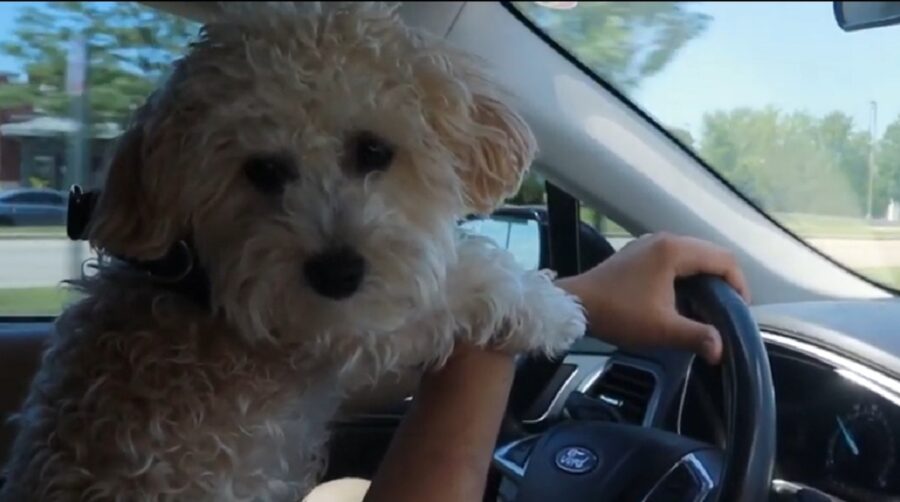 adorabile cucciolo in vacanza per la prima volta