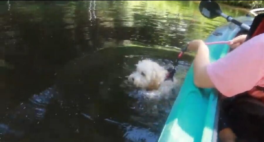 adorabile cucciolo nuota