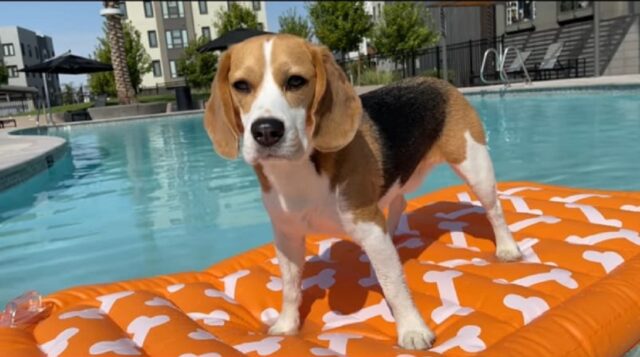 Adorabile cucciolo di beagle nuota in piscina per la prima volta (VIDEO)