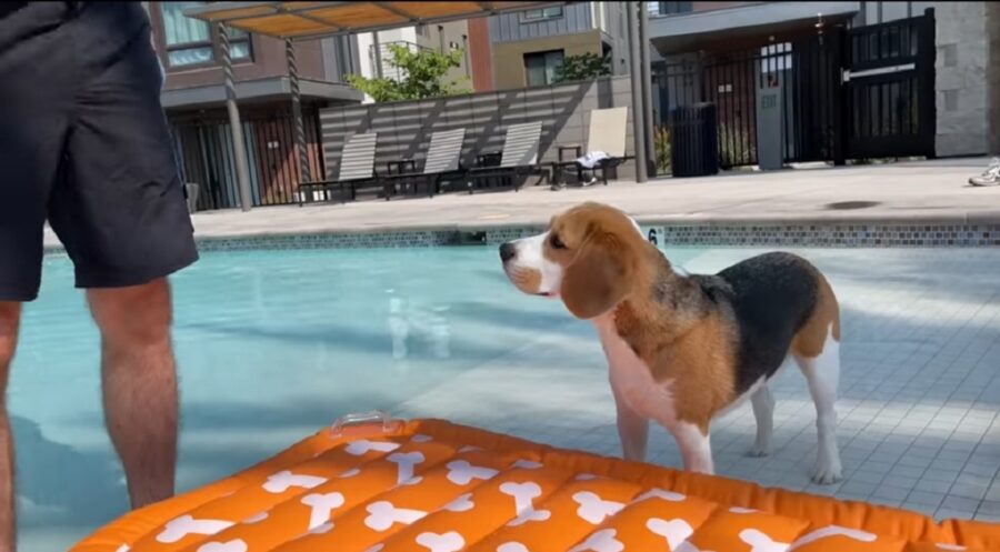 oliver adorabile cucciolo di beagle 