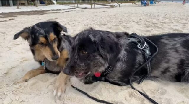 Adorabili cagnoloni vedono l’oceano per la prima volta (VIDEO)