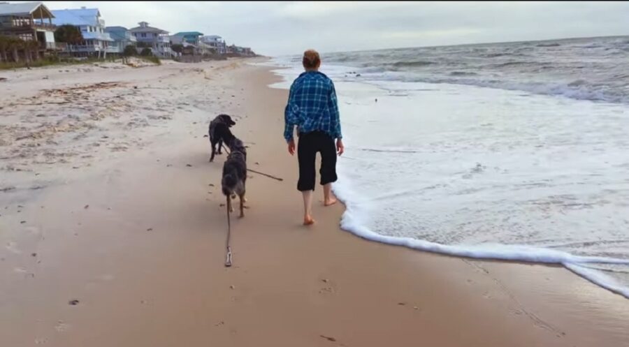 adorabili cagnoloni vedono la spiaggia per la prima volta