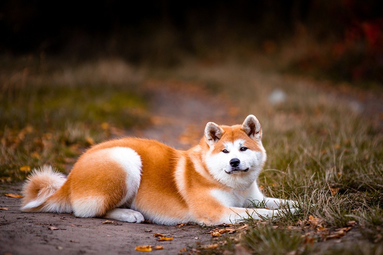 akita inu sdraiato a terra