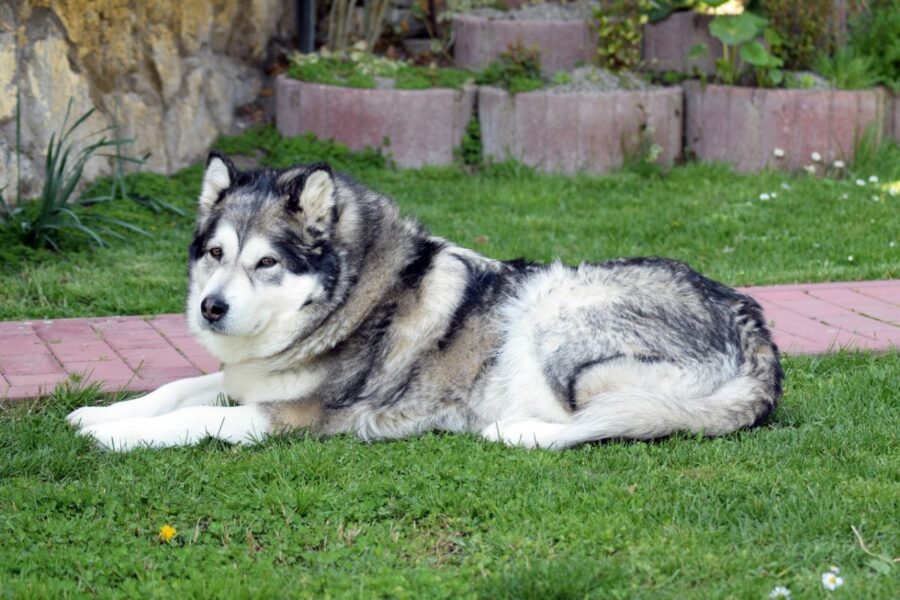 cane in giardino