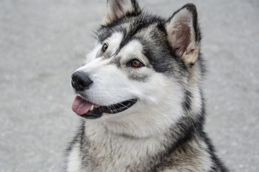 cane con la lingua di fuori