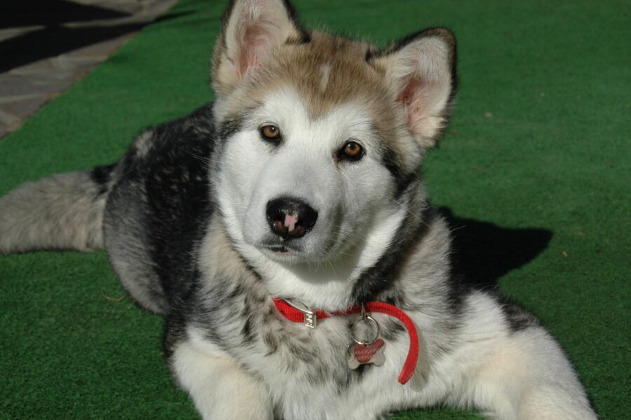 cucciolo di alaskan malamute