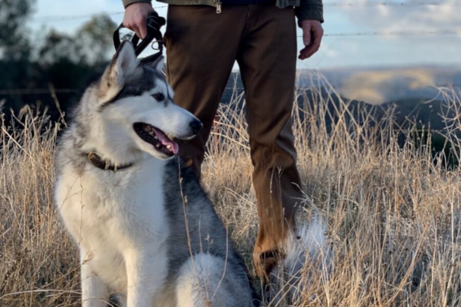 alaskan malamute col suo padrone