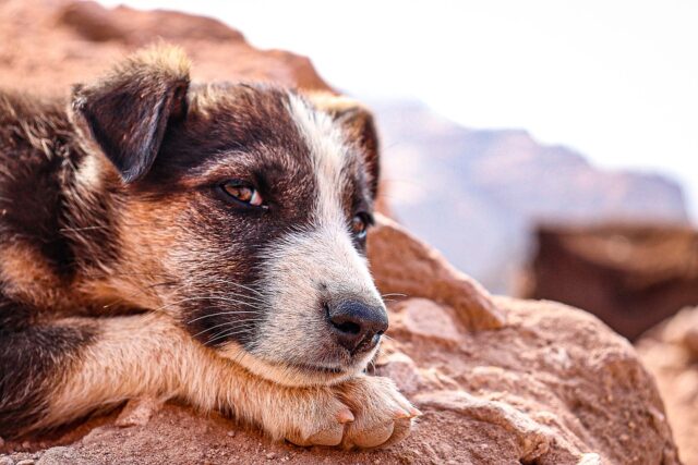 Afghanistan: Pen Farthing, ex soldato britannico, implora aiuto per i 1600 ospiti di Nowzad, rifugio per cani e gatti da lui fondato (VIDEO)