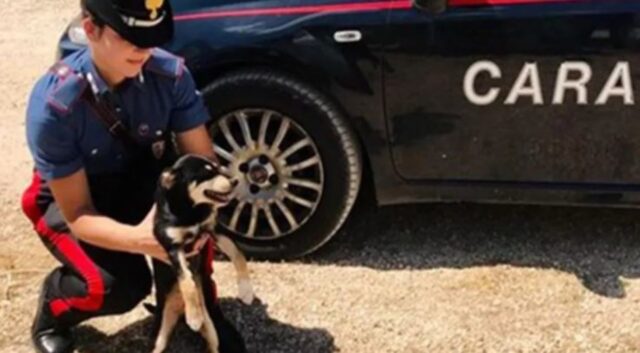 Cucciolo di cane salvato dai carabinieri: i suoi momenti di agonia finiscono
