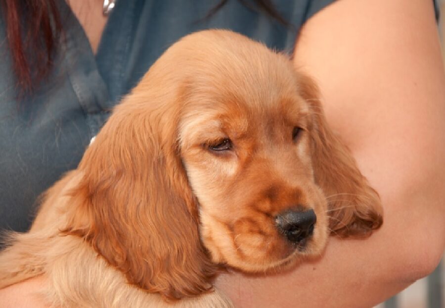 cane cocker spaniel braccio