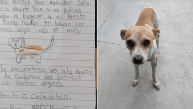 Cuko: il cagnolino smarrito ritrovato grazie al tenero appello della sua padroncina