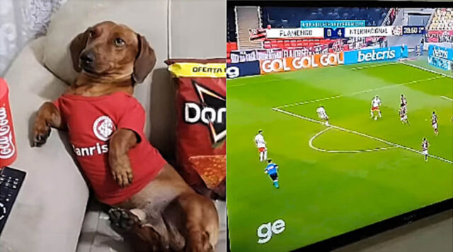 Toddy: il cane bassotto che non perde nemmeno una partita di calcio in TV