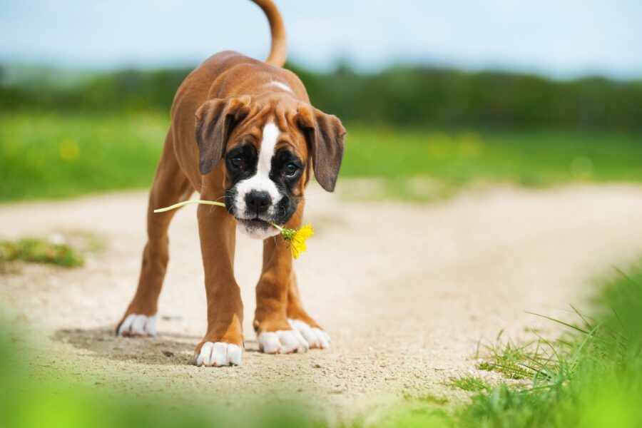 cane con fiore in bocca