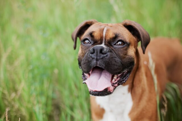 Boxer, tutto su questa razza: carattere, curiosità, consigli e cure