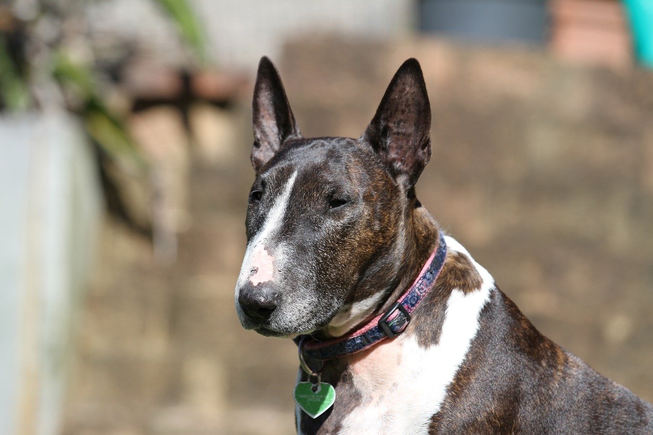 bull terrier vigile