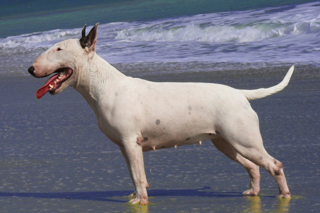 bull terrier sulla spiaggia