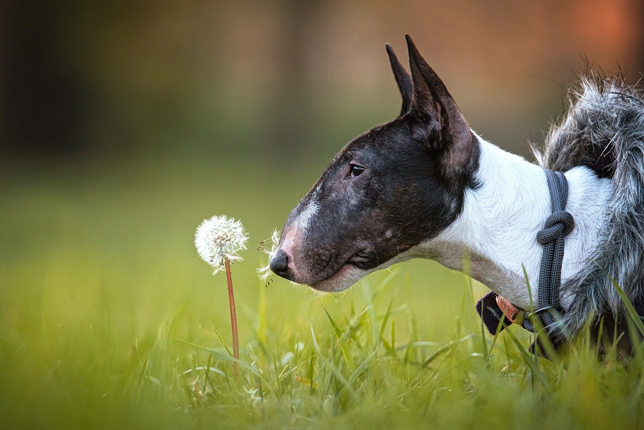 bull terrier curioso nel prato