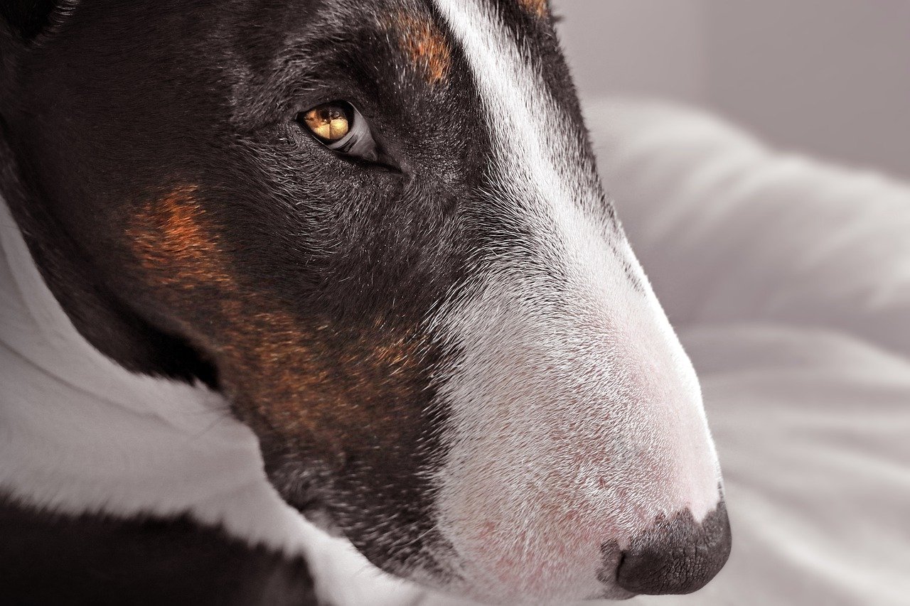 cane dagli occhi profondi