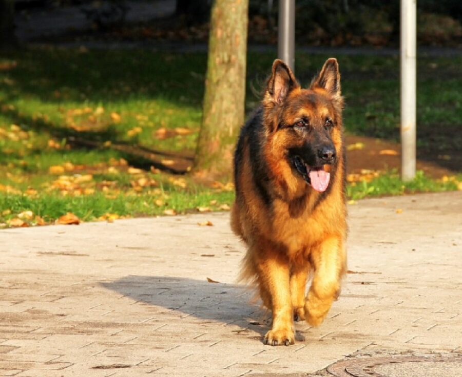 cane pastore tedesco luce brillante