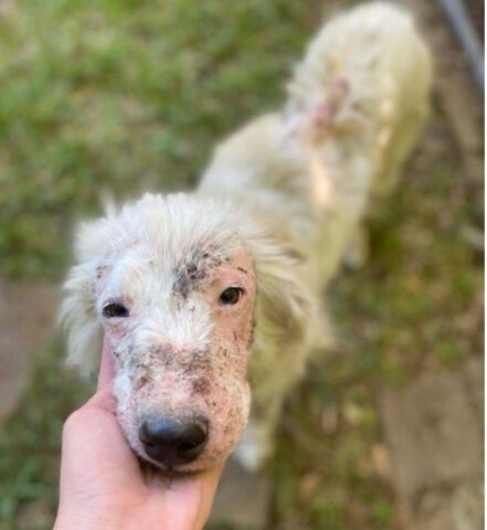 Cagnolina dolce e la sua storia di riscatto: il cambiamento