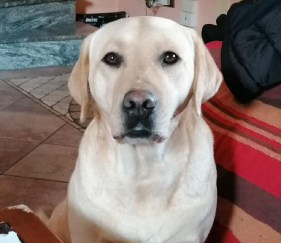 cane labrador immagine profilo