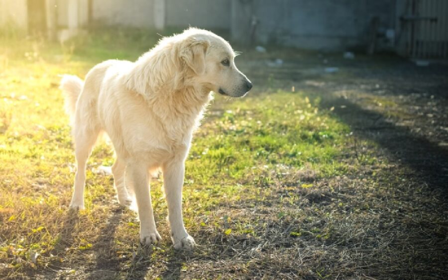 cane pastore maremmano sole