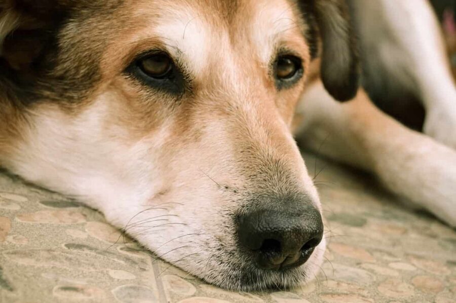 cane legato con una catena