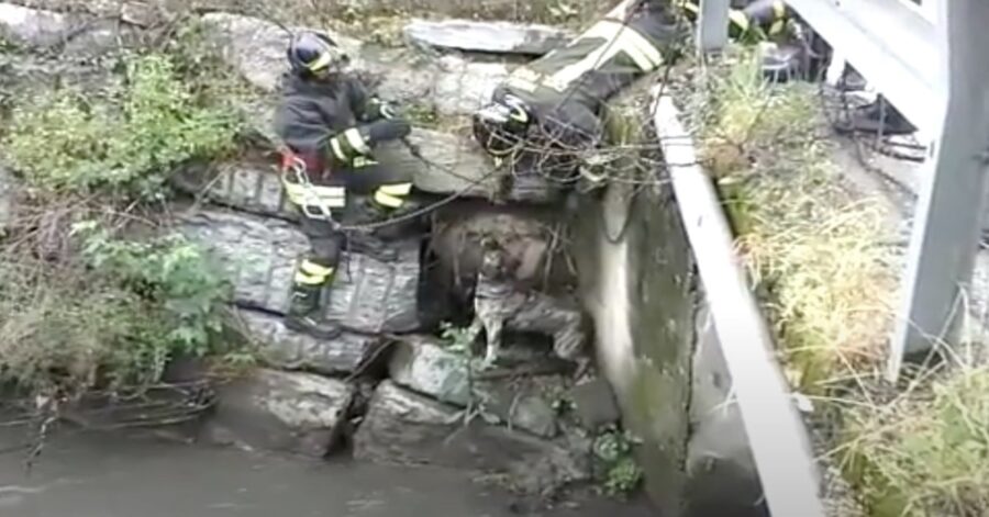 i pompieri salvano un cane caduto in un torrente