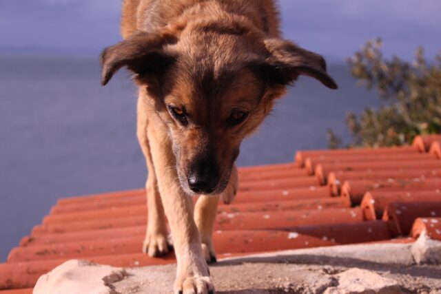 I vigili del fuoco salvano un cane rimasto bloccato su un tetto