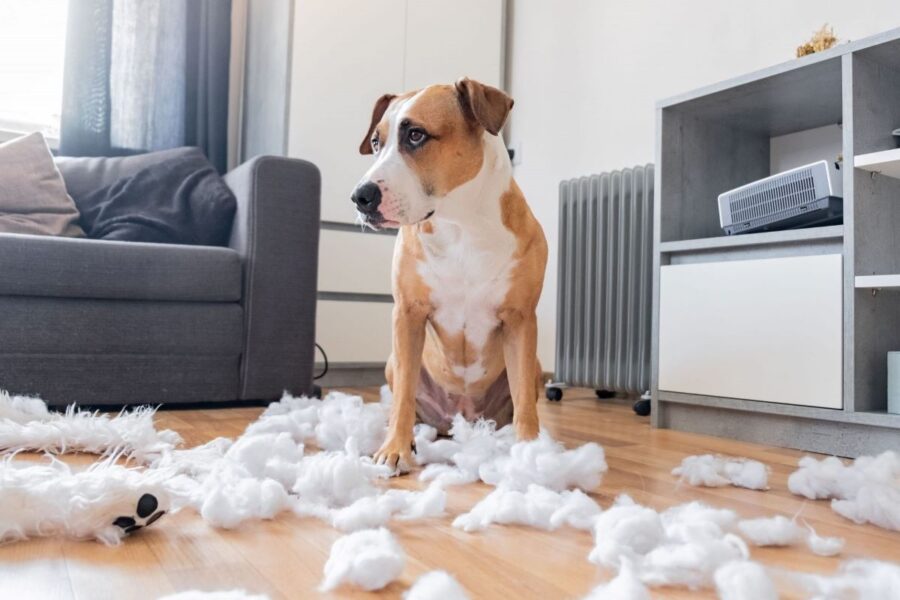 cane che ha distrutto la tappezzeria