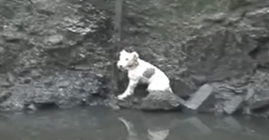 cane sull'argine di un fiume