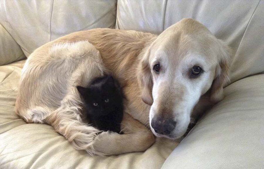 cane e gattino nero