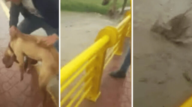 Catturato l’uomo che ha gettato il suo cane da un ponte per fare un video da pubblicare sui social