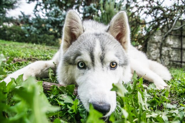 Un cane rimasto intrappolato nella gomma fusa viene salvato in extremis (VIDEO)