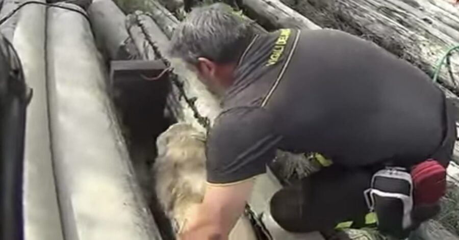 pompiere salva un cane in trappola
