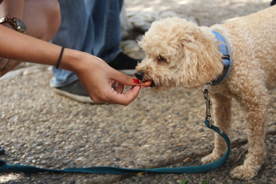 snack per cani