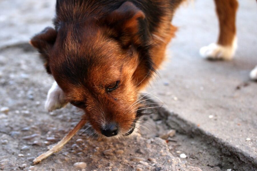 cane mangia cose per terra