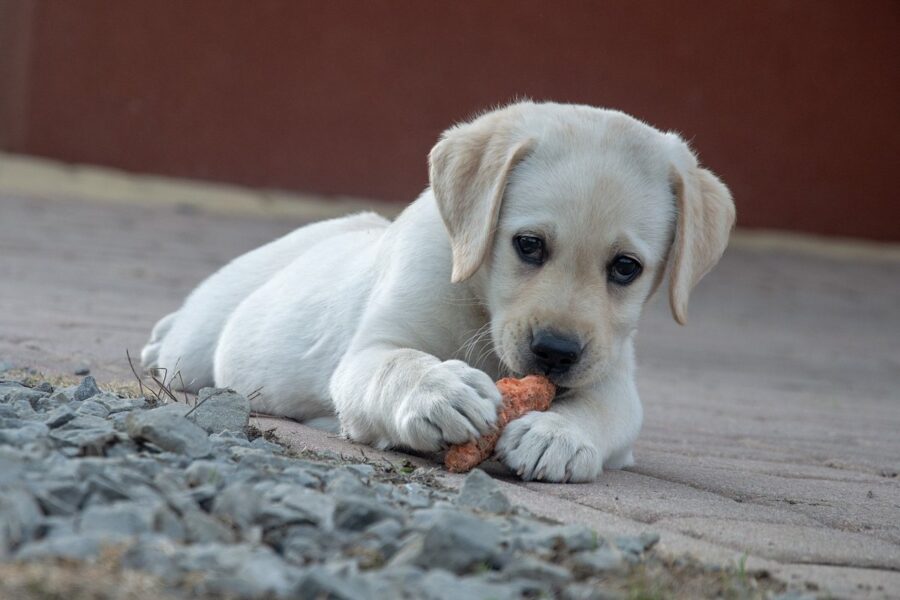 cucciolo bianco che mangia