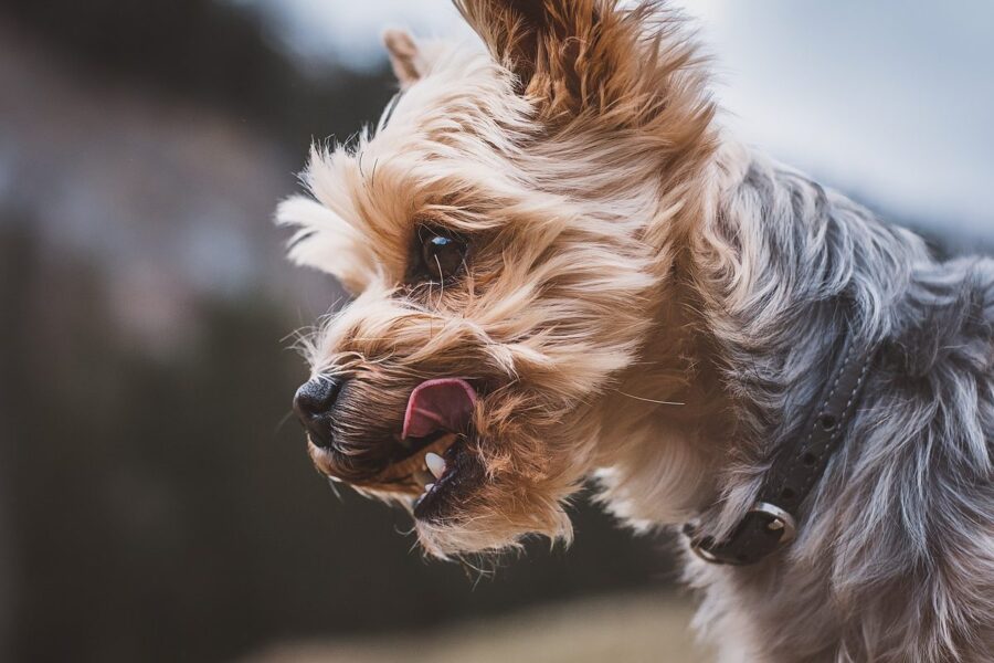 cane che si lecca il muso