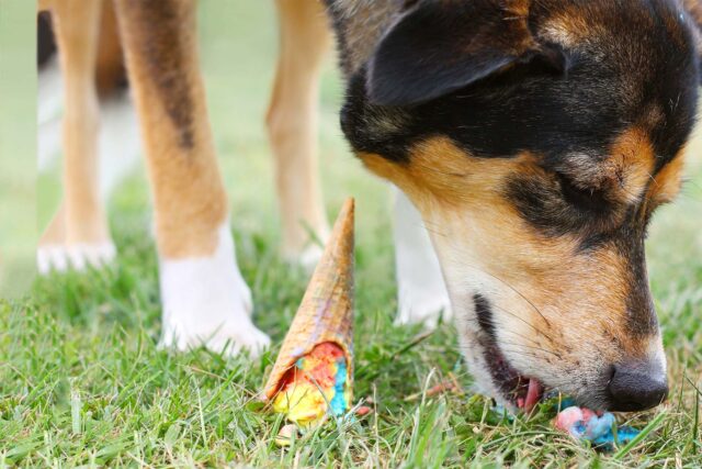 Come fermare il cane che mangia cose per terra quando fa la passeggiata?