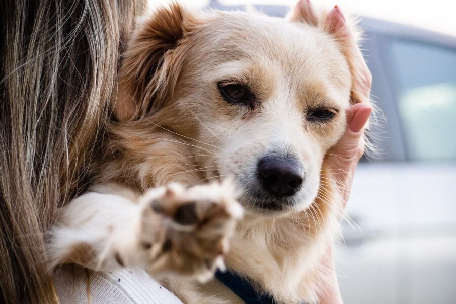 ragazza tiene in braccio il cane